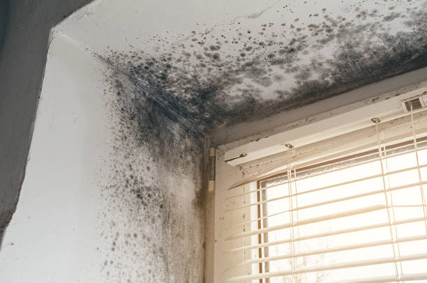 Affordable Black Mold Remediation solutions in Piscataway, NJ